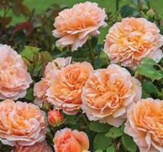 Heirloom Lady Gardener Double Bloom Light Orange Rose Flower Seeds Item N0 NF786 - £9.45 GBP