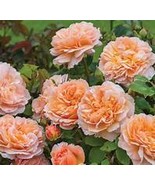 Heirloom Lady Gardener Double Bloom Light Orange Rose Flower Seeds Item ... - $11.90