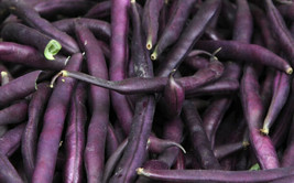 Royal Burgundy Bean Seeds 50 Ct Purple Bush Vegetable Heirloom - £13.72 GBP