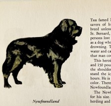 Newfoundland 1939 Dog Breed Art Ole Larsen Color Plate Print Antique PCBG18 - $29.99