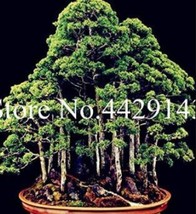 100 Pcs Dawn Redwood See Ed Tree Grove Metasequoia Glyptostroboides Ing Very Eas - $11.26