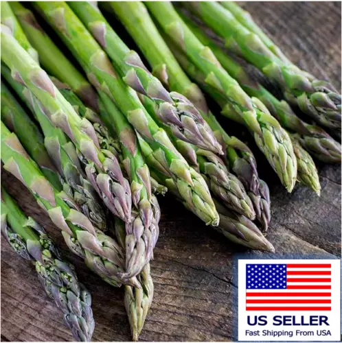 Fresh New 100 Seeds Mary Washington Asparagus Vegetable Non Gmo Heirloom Fresh G - £7.75 GBP