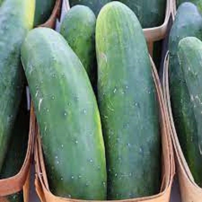 25 Seeds Speedway Cucumbers Pickling Fast US Shipping - $13.37 CAD