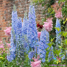 HS  200+ Blue Bell Delphinium Seeds For Garden Planting - USA  - $6.92