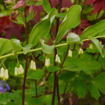 Solomons Seal Polygonatum Canaliculatum Flower 100 PCS Seeds - £9.52 GBP