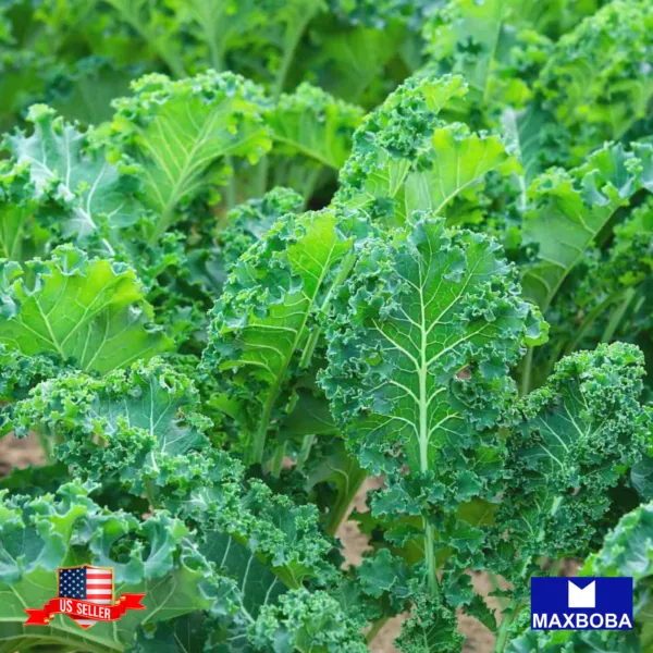 1000+ White Russian Kale Seeds Heirloom Vegetable Non-Gmo Garden - $3.98