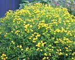 500 Seeds Great St. Johns Wort Seeds Native Wildflower Shrub Perennial H... - £7.23 GBP