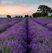 PWO 2000 Lavender Vera Seeds Authentic Fresh Seeds /Autumn Medicinal Plant /USA/ - £5.55 GBP