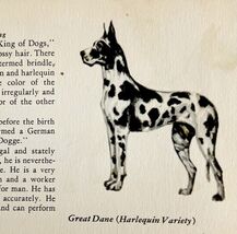 Harlequin Great Dane 1939 Dog Breed Art Ole Larsen Color Plate Print PCBG18 - $42.22 CAD