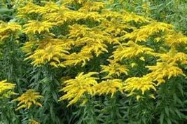 3 Bare Roots Solidagos Goldenrods Wildflower Monarch Perennial Butterfly... - £34.81 GBP