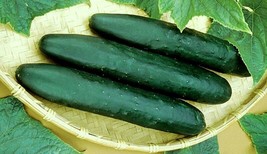 LWSTORE Straight Eight Cucumber Seeds * 20 Count Pkt * 8 Inch Fruits * Vigorous  - £7.18 GBP