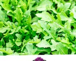 1500 Rocket Arugula Seeds Slow Bolt Seeds Available Astro Red Clover Cri... - $8.99