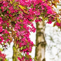 Best Seeds 25 Red Flowering Currant Ribes Sanguineum Aka Blood Currant Edible Fr - £11.19 GBP