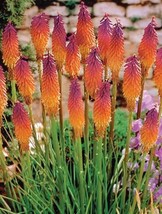 Grow In US 25 Orange Purple Hot Poker Torch Lily Flower Seeds Perennial Seed - £8.58 GBP