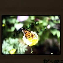 Monarch Butterfly Landing On Yellow Carnation VTG 1980 KODACHROME 35mm Slide - £9.46 GBP