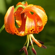 New Fresh USA Seller Lilium Michiganense Michigan Lily 10 Seeds - $15.32