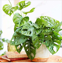 New Fresh 50/100Pcs Monster Opliqua Evergreen Seeds Dl405C - $4.60