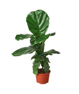 Ficus Lyrata &#39;Fiddle Leaf Fig&#39;-8&quot; Pot - $1,610.84 MXN