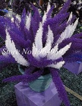 100PCS Garden Foxtail Fern Seeds - Purple White Mixed Colors - $5.68