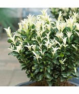 PSA Euonymus Paloma Blanca 2 Seeds Potted Plants In Grower'S Pots Fast Growing - $52.50
