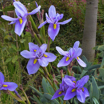 5PCS Moraea Polystachya * Beautiful Purple Flowers * 5 Seeds * Rare ** Easy To g - £7.05 GBP