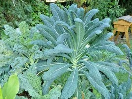 601+Lacinato Dinosaur Kale Seeds Organic Spring Fall Patio From US - $9.76