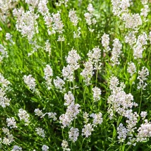 30 White Lavendula White Lavender Seeds Perennial Flower Most Fragrant - £14.15 GBP