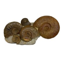 11.7 lbs, 13&quot;x6&quot;x3.5, Rare Ammonite Fossils, 5 piece mounted @Morocco, B... - $1,880.99
