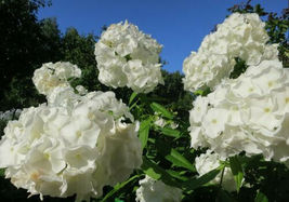 50 White Phlox Flower Seeds Phlox Drummondii - £5.20 GBP