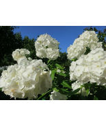 50 White Phlox Flower Seeds Phlox Drummondii - £5.12 GBP