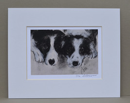 Border Collies Dog Art Print Matted Signed Solomon - £11.76 GBP