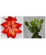 Ara Brazil Christmas Cactus Well Rooted Starter Plant Schlumbergera Truncata