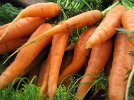 Scarlet Nantes Carrot Seeds Early Coreless Fresh Fast Shipping - $3.78