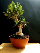 Riesiger Olivenbaum Bonsai - Eine 25 Jahre alte Pflanze - Aus der Privatsammlung - $331.88