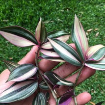 Rare 1 Wandering Jew Plant Cutting Tradescantia Variegated White - £21.75 GBP