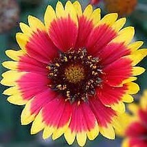 20 Seeds Indian Blanket Seeds Gaillardia Aristata Colors Included Are Ye... - £7.14 GBP