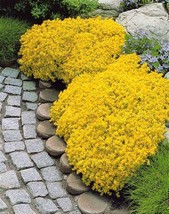 100pcs/bag Creeping Thyme Seeds Yellow Rock Cress Seeds Perennial Ground cover f - £3.05 GBP