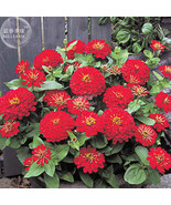 Zinnia Dreamland Red Fully Double Flower Seeds 50 Seeds Dwarf Dahlia Lik... - €12,10 EUR