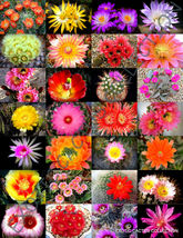 20 Seeds Color Cactus Mix Exotic Cacti Flowering Desert Succulent Plant Seed  - £14.05 GBP