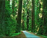 Among the Redwood Trees Redwood Highway California CA UNP Chrome Postcar... - $2.63