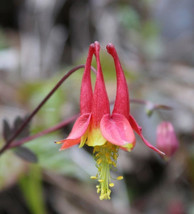 1000 Seeds Eastern Red Columbine Aquilegia Canadensis Bulk Seeds Fresh Gardening - £15.27 GBP