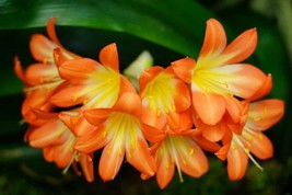 200 Seeds Kasuki Gorgeous Clivia Bonsai (Kaffir Lily) - $16.63