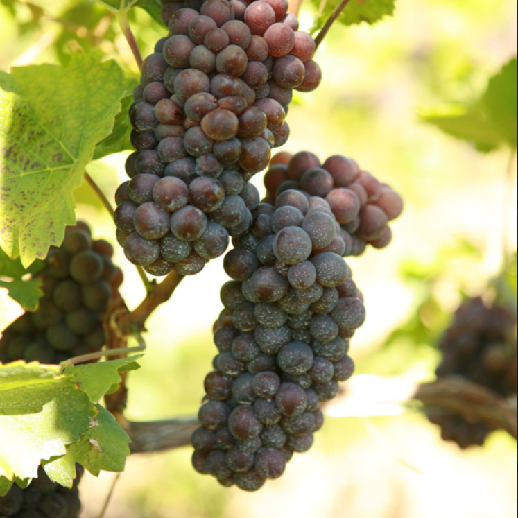 PINOT GRIS Grape Vine - 1 Bare Root Live Plant - Buy 4 get 1 free!