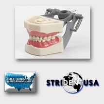 Dental Pediatric Typodont 760 Model Compatible With Columbia Brand Teeth - £34.36 GBP