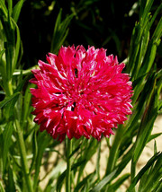 US Seller Cornflower Seeds - Tall Red, Heirloom, 100 Seeds, Open Pollinated - £6.83 GBP