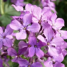 50 Matthiola Lavender Evening Or Night Scented Stock Matthiola Annual Flower See - £8.20 GBP