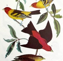 Tanagers Bird 1946 Color Art Print John James Audubon Nature Antique DWV2I - £24.03 GBP