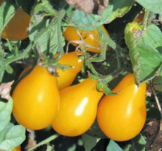 SL 50 Seeds Beam&#39;S Yellow Pear Tomato Juicy Tomatoe Vegetable Garden Edible Food - $3.44