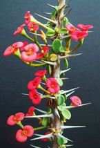 Euphorbia guillemetii hybrid exotic rare madagascar bonsai caudex seed 10 seeds - £7.80 GBP