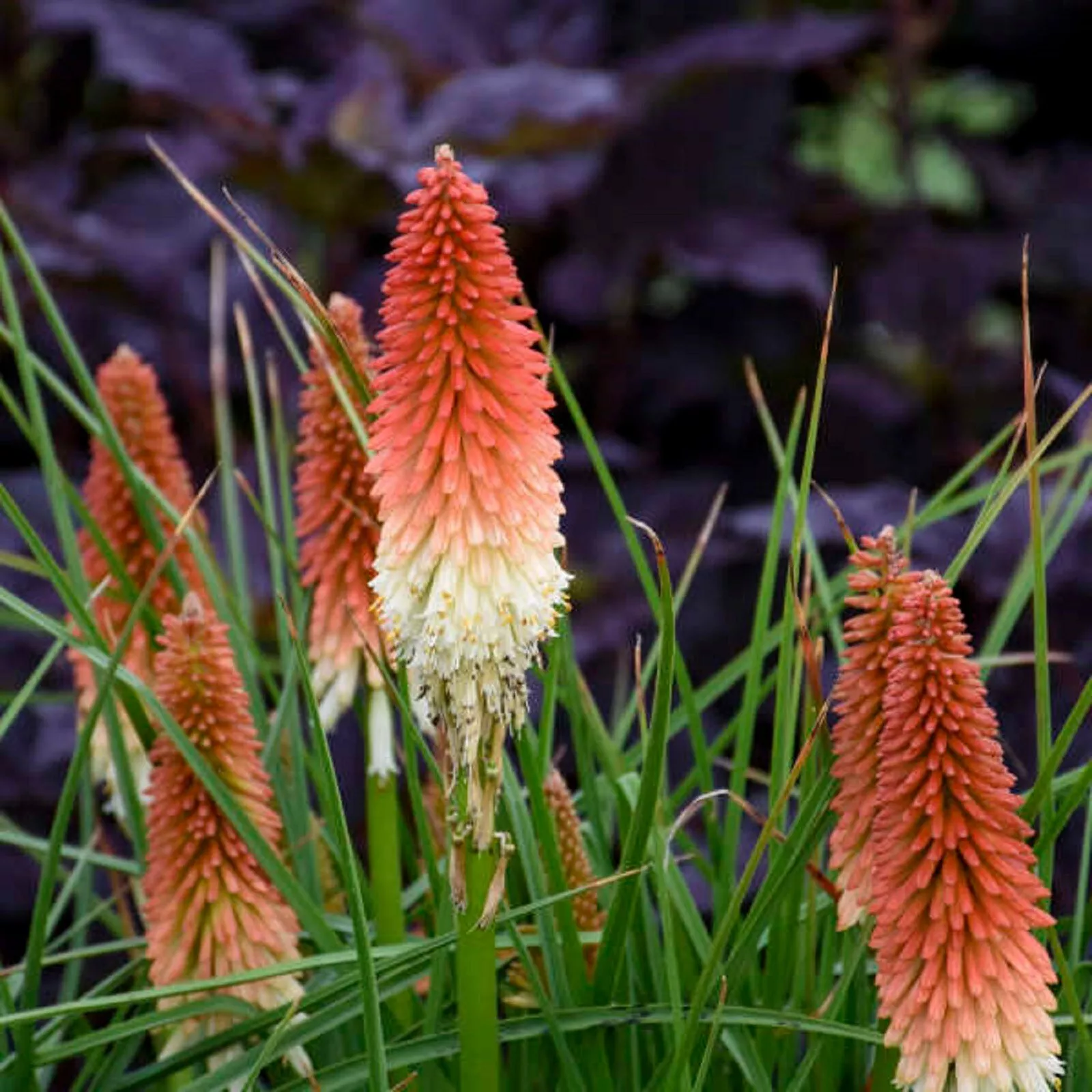 Kniphofia &#39;High Roller&#39; – Red Hot Poker Starter Plant - £18.08 GBP